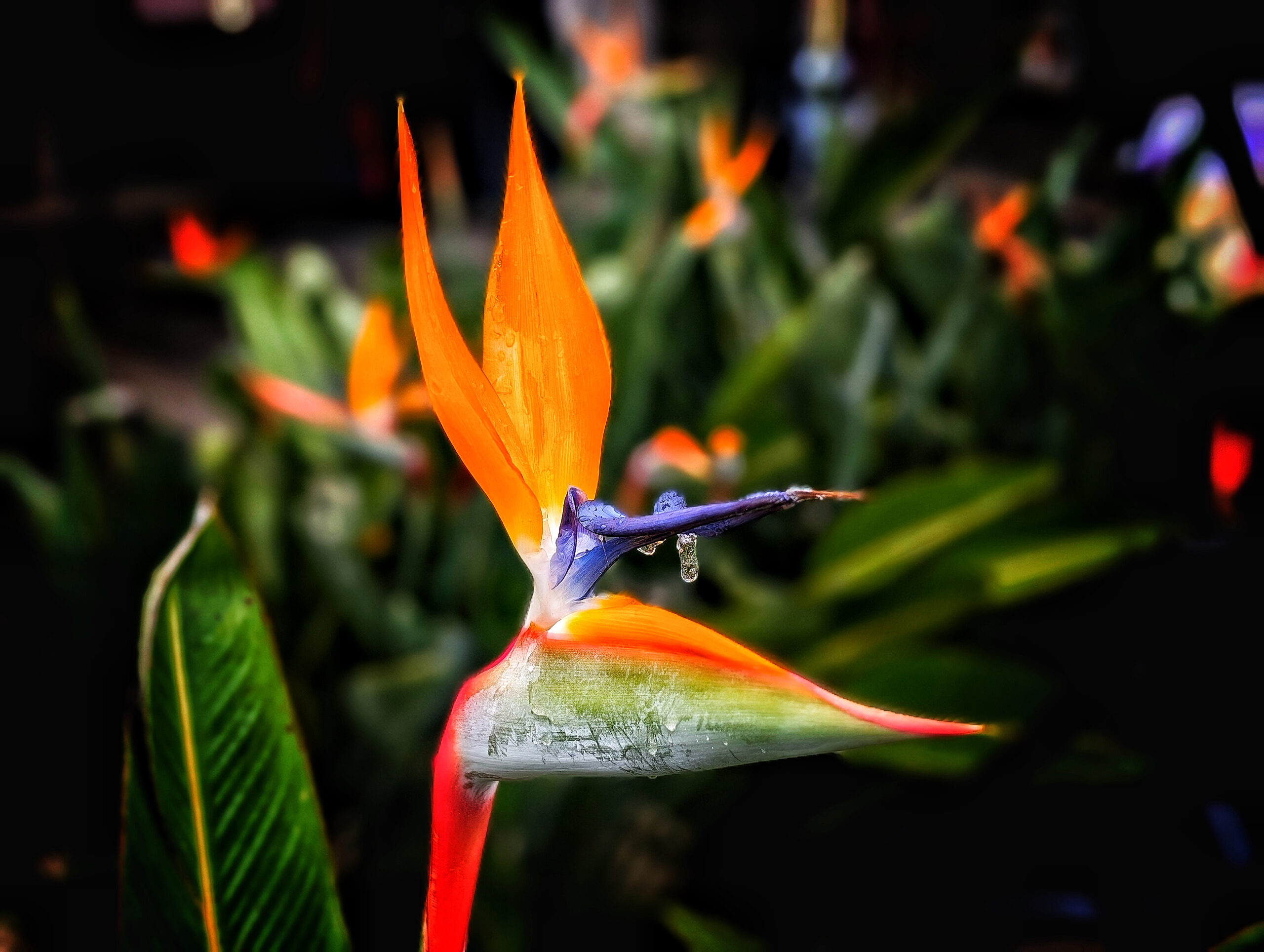 Strelitzia (Paradisfugl blomst)